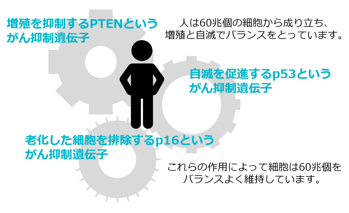 人体は60兆個の細胞で成り立つ