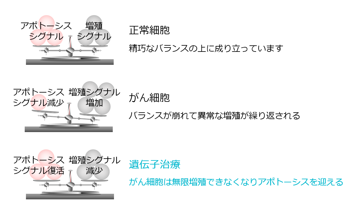 がん細胞の異常な増殖・生存