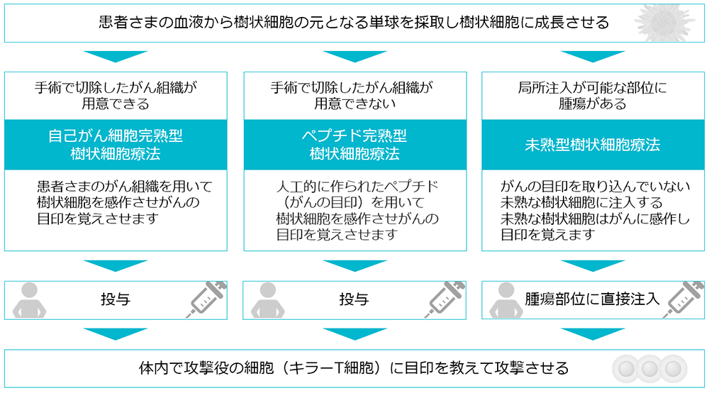 樹状細胞は免疫システムの司令塔