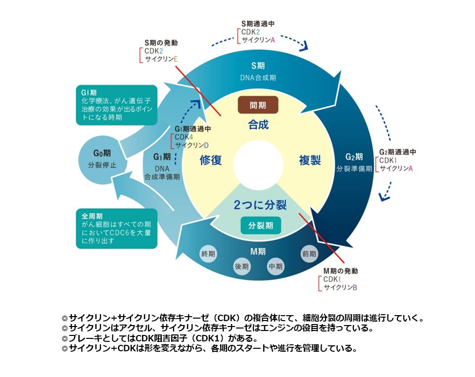 細胞分裂周期と細胞分裂