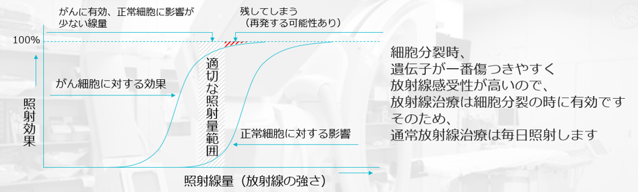 がん細胞と正常細胞に対する照射の効果