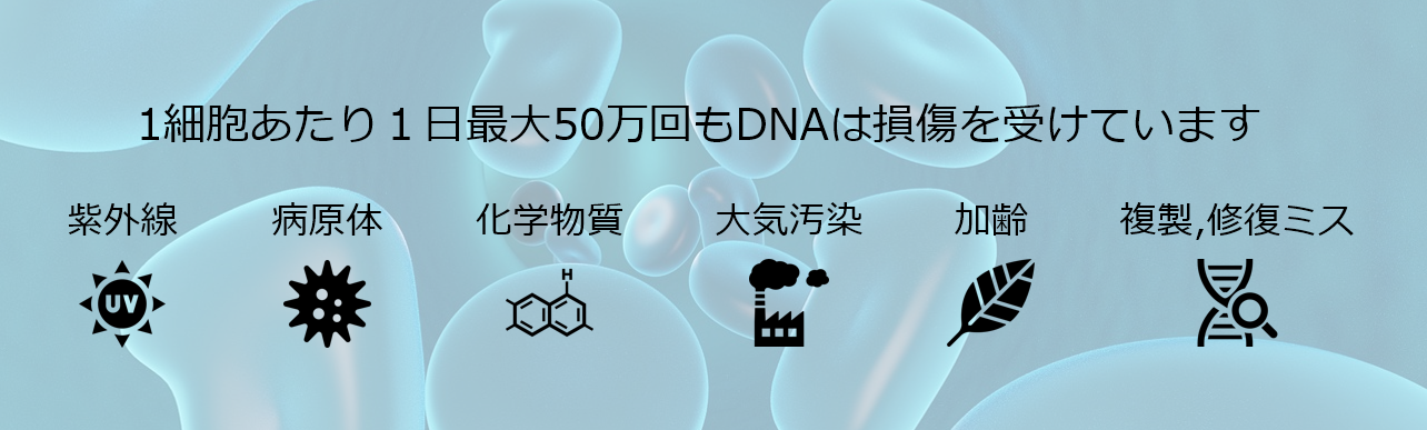 遺伝子は日々、様々な要因で傷つく