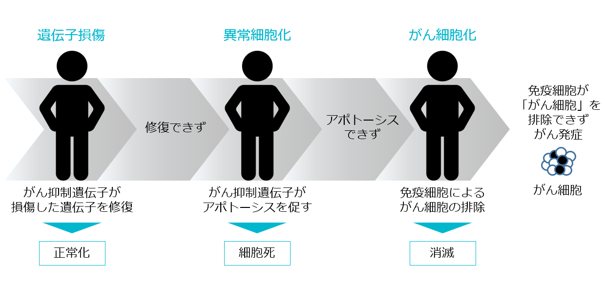 がん抑制遺伝子や免疫細胞が正常に機能せず発症